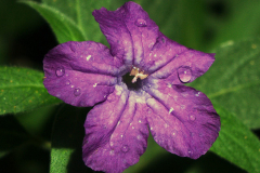 Florlila