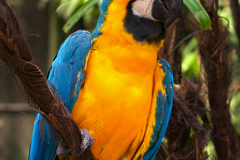 Guacamai