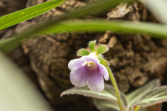 ORQUIDEA-LILA