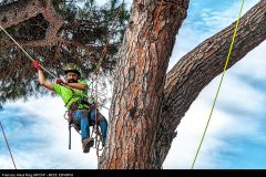 1406-8342-TreballsForestals