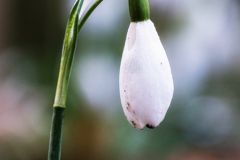 Galanthus woronowii